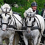 Shire_Horse_G3_2a_1(10)