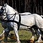 Shire_Horse_G3_2a_1(4)