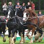 Shire_Horse-G4a(4)