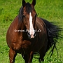 American_Saddlebred_Horse218(12)