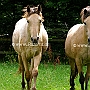 Buckskin+Knabsdrupper1(1)