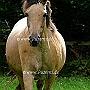 Buckskin1(1)