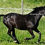 Connemara_Pony2(5)