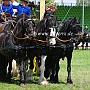 Friese+Shire_Horse-G2_5a(12)