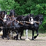 Friese+Shire_Horse-G2_5a(13)
