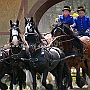 Friese+Shire_Horse-G2_5a(3)