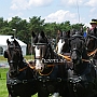 Friese+Shire_Horse-G2_5a(7)