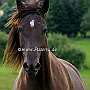 Kentucky_Mountain_Saddle_Horse2(12)