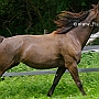 Kentucky_Mountain_Saddle_Horse2(13)