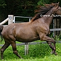 Kentucky_Mountain_Saddle_Horse2(14)