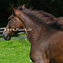Kentucky_Mountain_Saddle_Horse2(15)