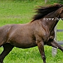 Kentucky_Mountain_Saddle_Horse2(20)