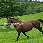 Kentucky_Mountain_Saddle_Horse2(22)