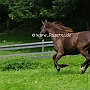 Kentucky_Mountain_Saddle_Horse2(26)