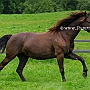 Kentucky_Mountain_Saddle_Horse2(33)