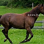 Kentucky_Mountain_Saddle_Horse2(34)