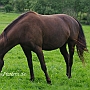 Kentucky_Mountain_Saddle_Horse2(6)