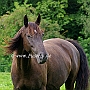 Kentucky_Mountain_Saddle_Horse2(8)