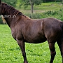 Kentucky_Mountain_Saddle_Horse2(9)
