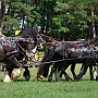 Shire_Horse+Friese-G2_5a(14)