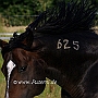 Suffield_Mustang1(54)