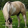 Suffield_Mustang1(7)