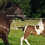 Suffield_Mustang1(74)