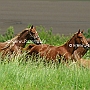 American_Saddlebred_Horse_219(134)