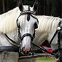 Shire_Horse49(5)