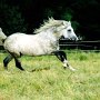 American_Bashkir_Curly_Horse_1_(12)
