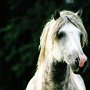 American_Bashkir_Curly_Horse_1_(2)