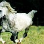 American_Bashkir_Curly_Horse_1_(9)