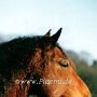 American_Bashkir_Curly_Horse_2_(14)