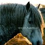 American_Bashkir_Curly_Horse_2_(7)