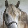 American_Bashkir_Curly_Horse_38_(49)