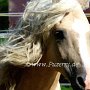 American_Bashkir_Curly_Horse_38_(61)