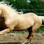American_Bashkir_Curly_Horse_38_(65)