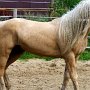 American_Bashkir_Curly_Horse_38_(74)