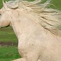 American_Bashkir_Curly_Horse_39_(101)