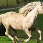 American_Bashkir_Curly_Horse_39_(109)