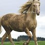 American_Bashkir_Curly_Horse_39_(15)