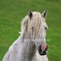American_Bashkir_Curly_Horse_39_(54)