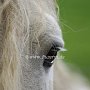 American_Bashkir_Curly_Horse_39_(55)