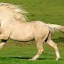 American_Bashkir_Curly_Horse_39_(83)