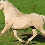 American_Bashkir_Curly_Horse_39_(88)