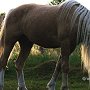 American_Bashkir_Curly_Horse_40_(20)