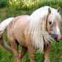 American_Bashkir_Curly_Horse_40_(21)