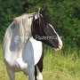American_Bashkir_Curly_Horse_40_(52)