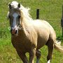 American_Bashkir_Curly_Horse_40_(81)