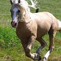 American_Bashkir_Curly_Horse_40_(82)